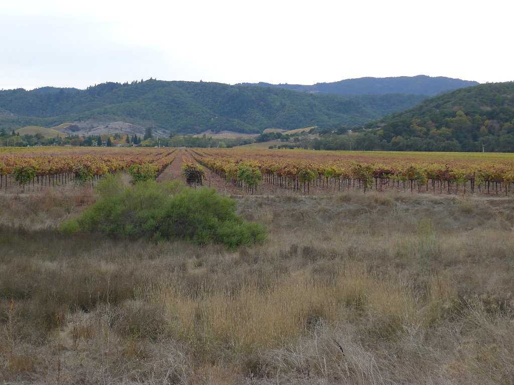 Napa 041